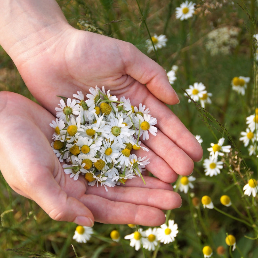 Bio Chamomile Oil 100 ml