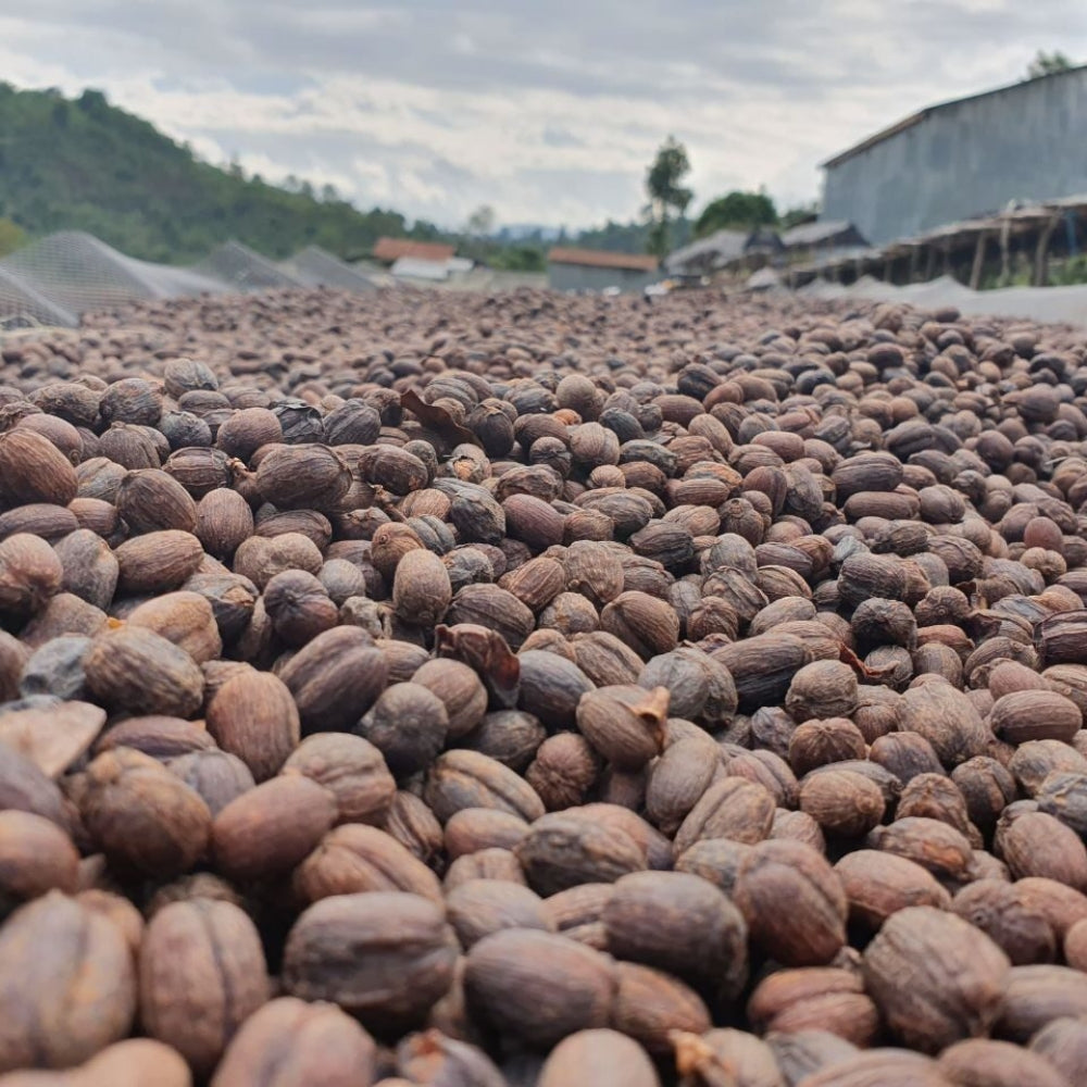 Fair Trade Bio Coffee beans Ethiopia Sidamo 1 kg
